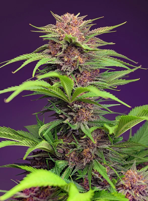 Red Mimosa XL van Sweet Seeds