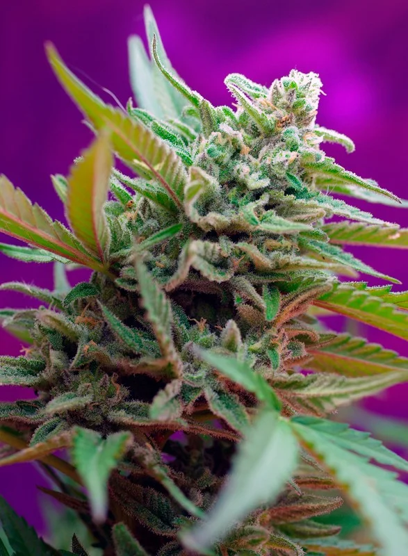 Black Jack van Sweet Seeds