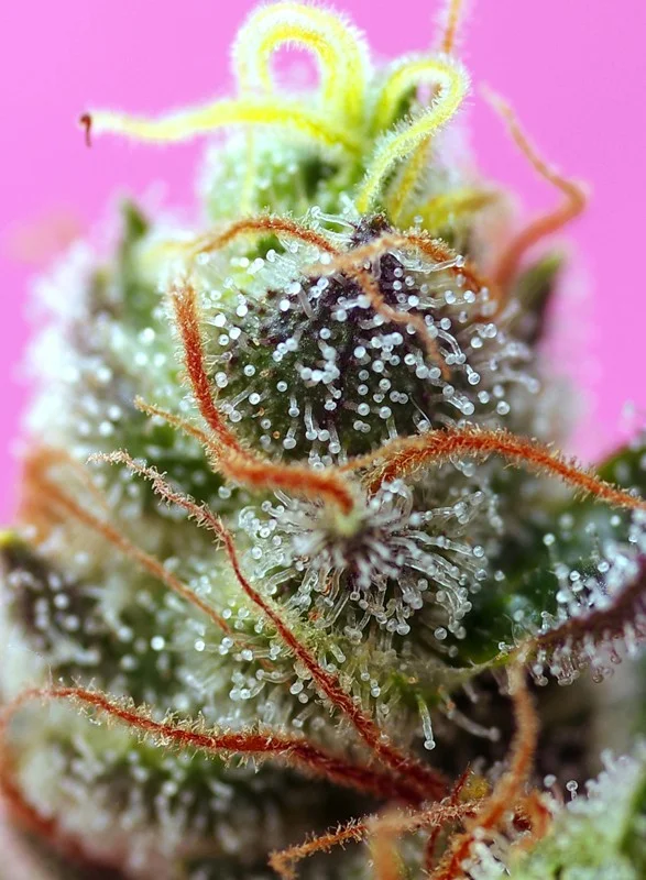 Sweet Mimosa XL van Sweet Seeds