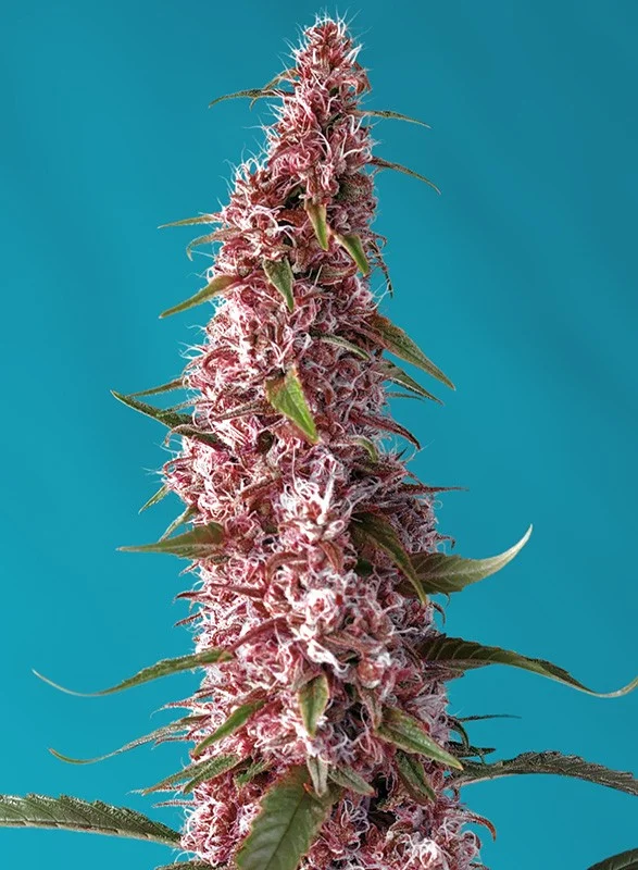 Red Pure CBD van Sweet Seeds