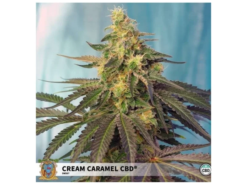 Cream Caramel CBD van Sweet Seeds
