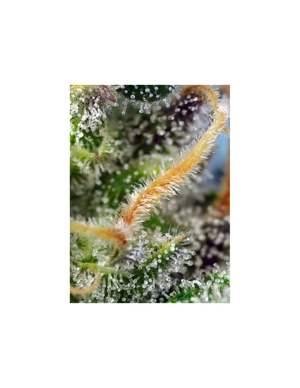 Cream Caramel CBD van Sweet Seeds