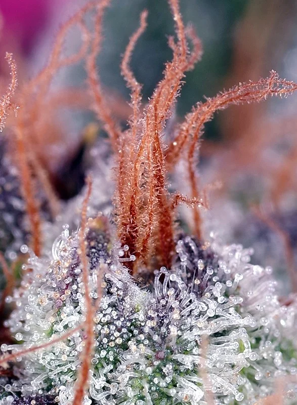Cream Caramel Fast Version van Sweet Seeds