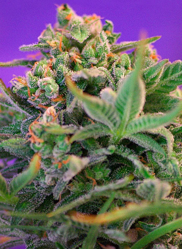 Sweet Cheese Fast Version van Sweet Seeds