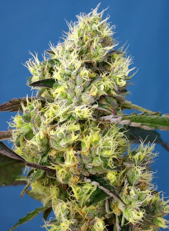 Sweet Gelato van Sweet Seeds