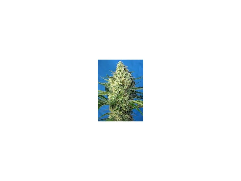 Jack 47 van Sweet Seeds
