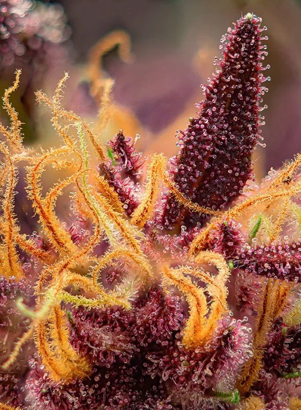 Red Mimosa XL van Sweet Seeds