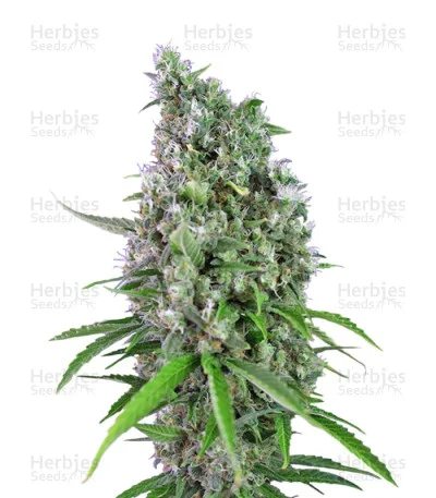 Sweet Trainwreck van Sweet Seeds
