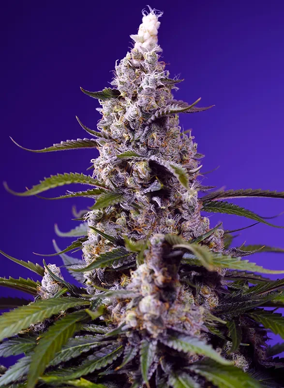 Banana Cream Cake XL van Sweet Seeds