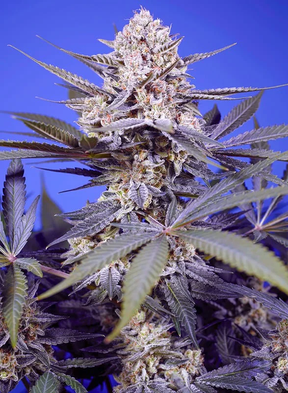 Pineapple Slush XL van Sweet Seeds
