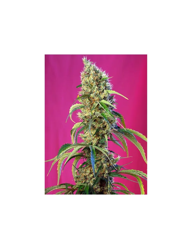 Black Jack CBD van Sweet Seeds