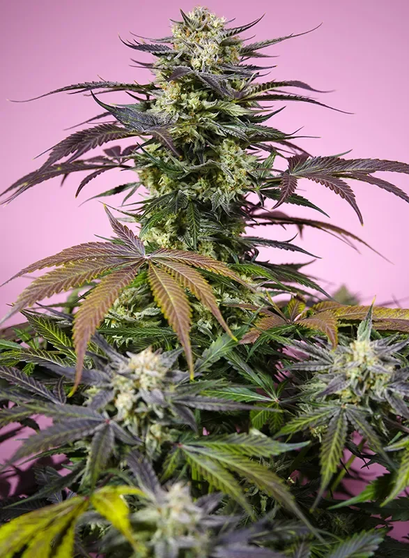 Gelonade van Sweet Seeds