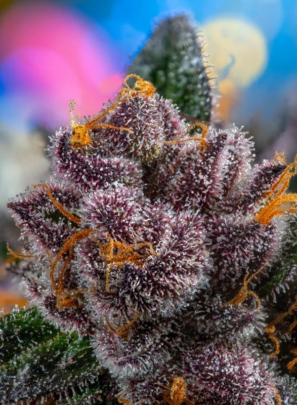 Red Strawberry Banana van Sweet Seeds