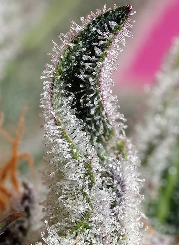 Papaya Zoap van Sweet Seeds