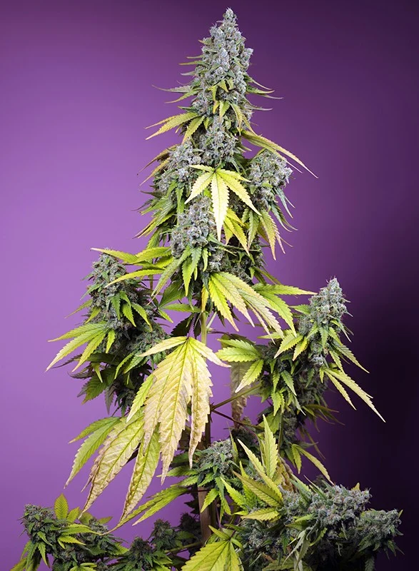 Jet Fuel Mandarine XL van Sweet Seeds