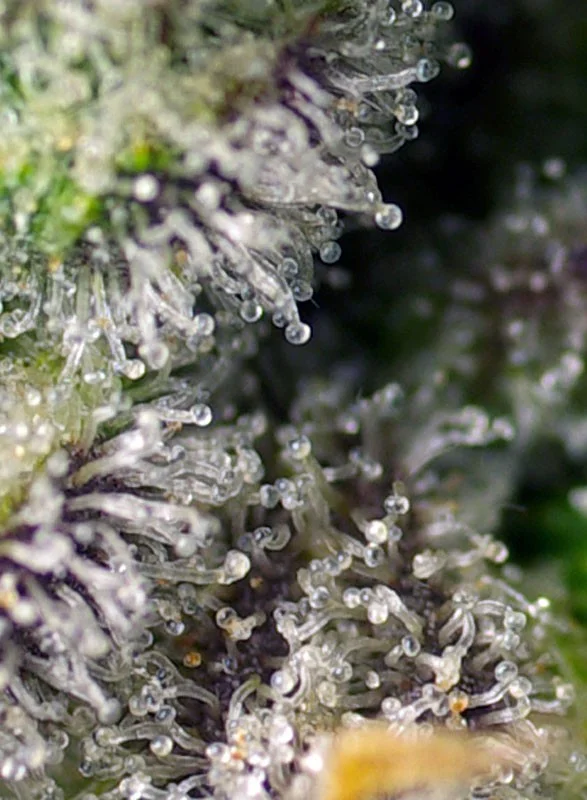 Green Poison XL van Sweet Seeds