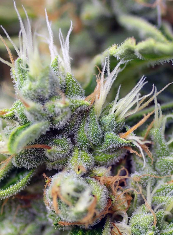 San Fernando Lemon Kush van Sweet Seeds