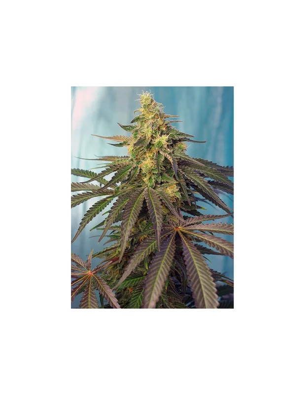 Cream Caramel CBD van Sweet Seeds