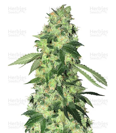 Do-Sweet-Dos van Sweet Seeds