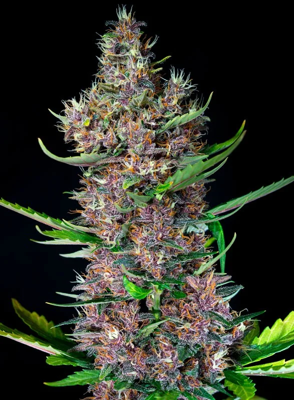 Red Poison van Sweet Seeds