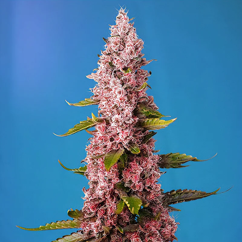 Red Hot Cookies van Sweet Seeds