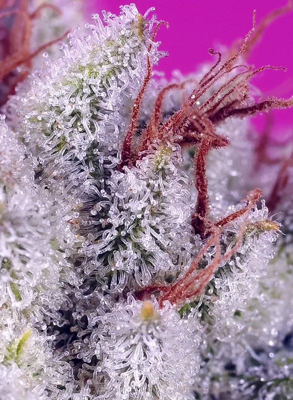 Pink Guava F1 Fast Version van Sweet Seeds