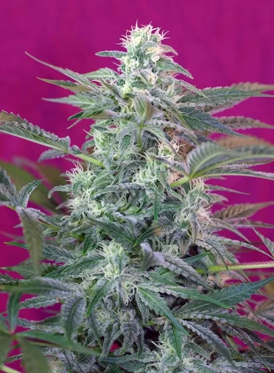Big Foot van Sweet Seeds