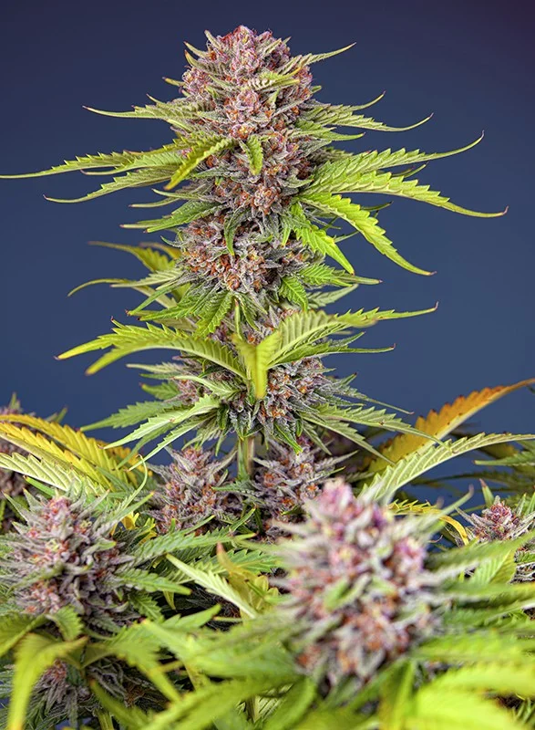 Mimosa Bruce Banner XL van Sweet Seeds