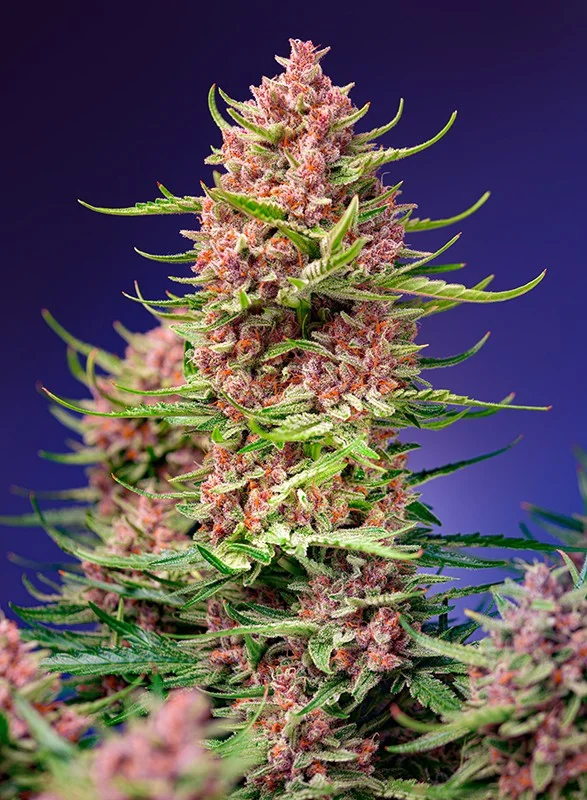 Strawberry Cola Sherbet F1 Fast Version van Sweet Seeds