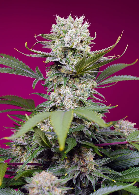 Sweet Mandarine Zkittlez XL van Sweet Seeds