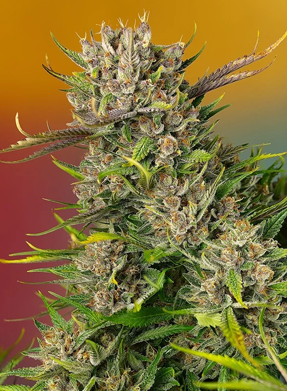 Papaya Zoap van Sweet Seeds