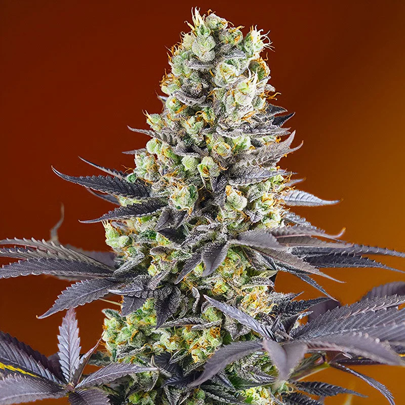 Sweet Zenzation van Sweet Seeds