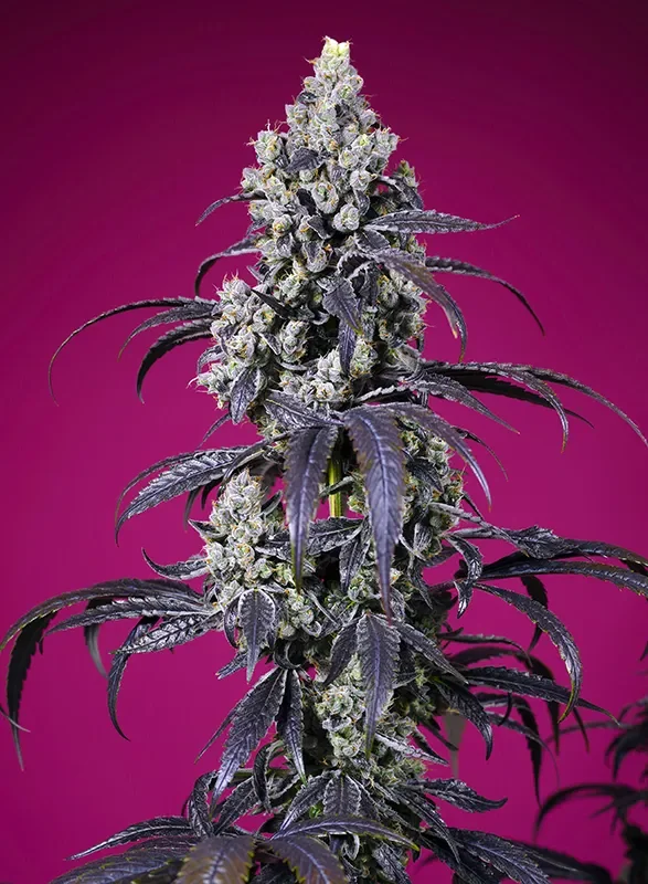 Tropicanna Cherry XL van Sweet Seeds