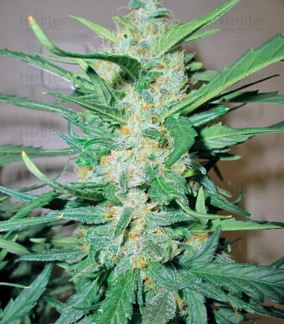 Ice Cool van Sweet Seeds