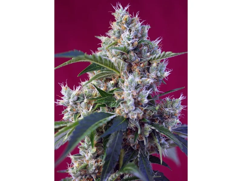 Indigo Berry Kush van Sweet Seeds