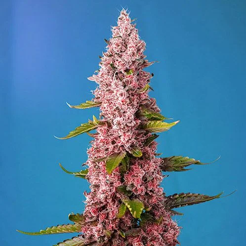 Red Hot Cookies van Sweet Seeds