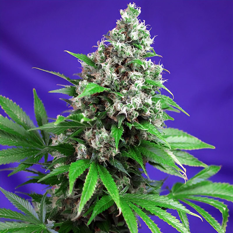 Killer Kush Fast Version van Sweet Seeds