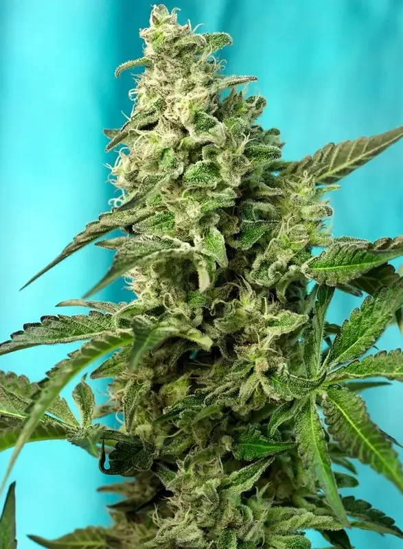 Green Poison Fast Version van Sweet Seeds