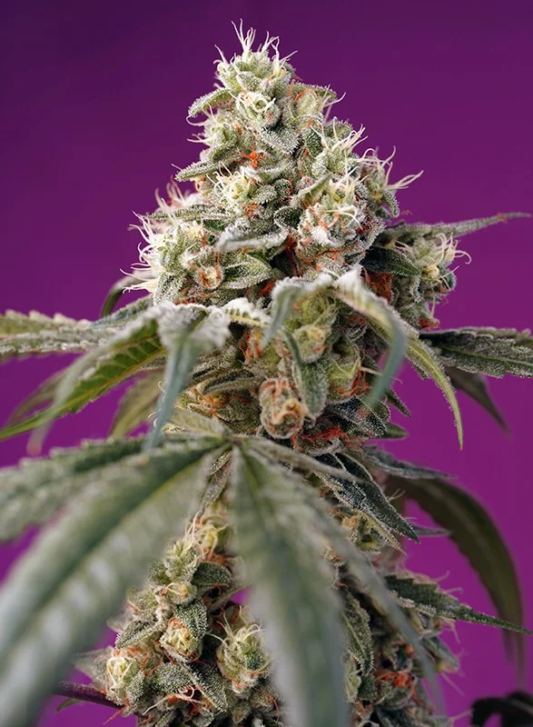 Bruce Banner van Sweet Seeds