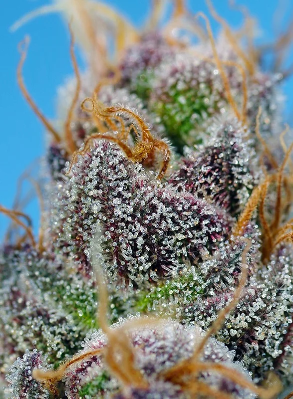 Strawberry Cola Sherbet F1 Fast Version van Sweet Seeds