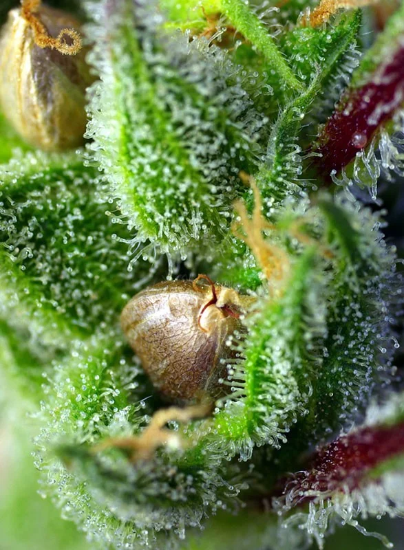 Green Poison van Sweet Seeds