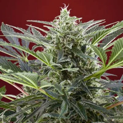 Cream 47 van Sweet Seeds