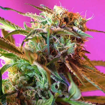Wild Rose van Sweet Seeds
