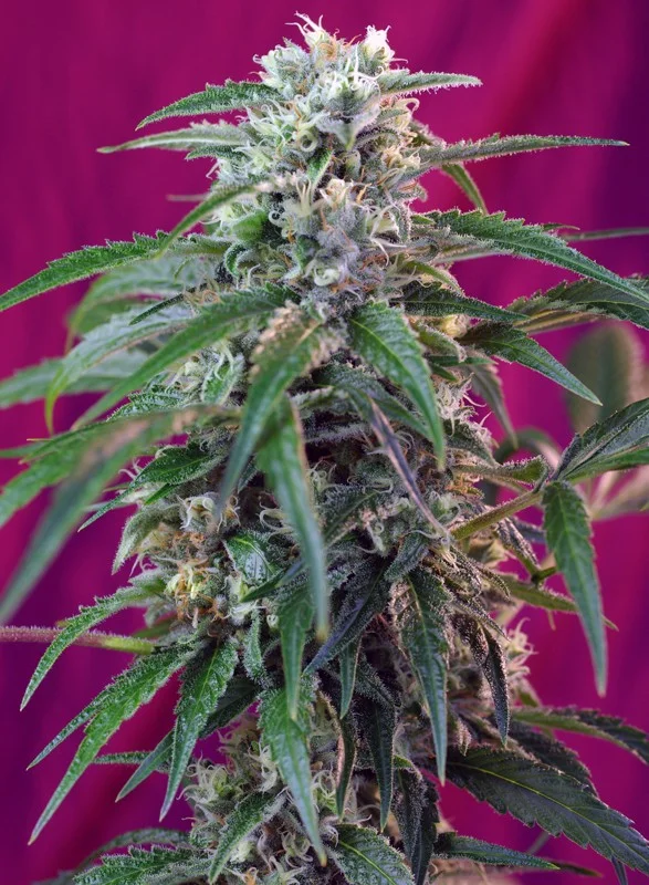 Green Poison van Sweet Seeds