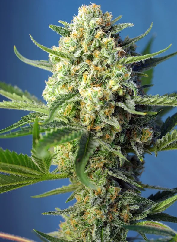 S.A.D. Sweet Afgani Delicious van Sweet Seeds