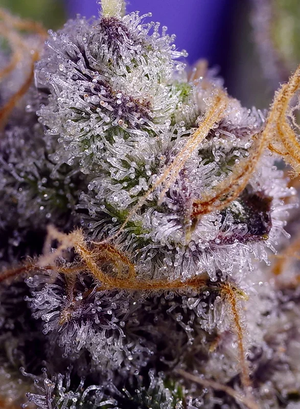 Banana Cream Cake XL van Sweet Seeds