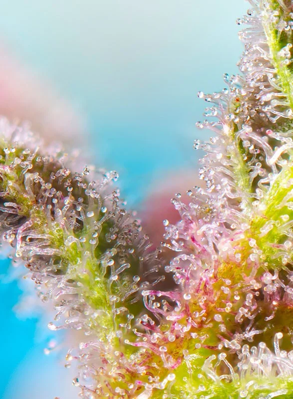 Purple Punch OG XL van Sweet Seeds