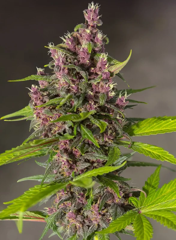 Bloody Skunk van Sweet Seeds
