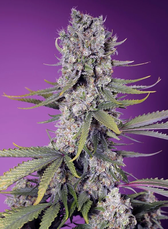 Papaya Zoap F1 Fast Version van Sweet Seeds