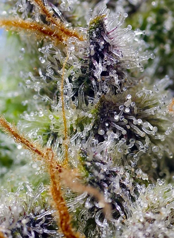 Mental Rainbow F1 Fast Version van Sweet Seeds